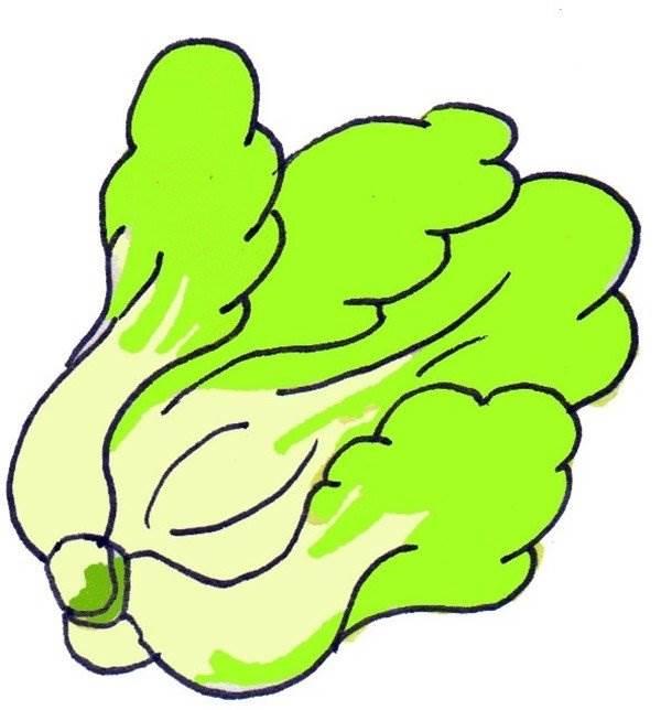 大白菜 简笔画 大白菜简笔画图片带颜色