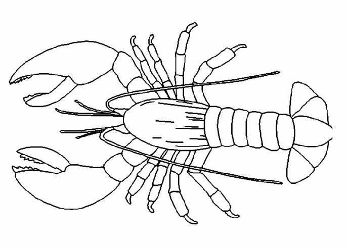 虾简笔画图片大全 虾简笔画图片大全大图