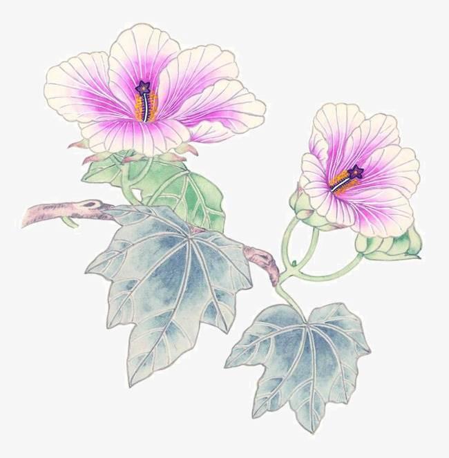 芙蓉花简笔画 芙蓉花简笔画简单