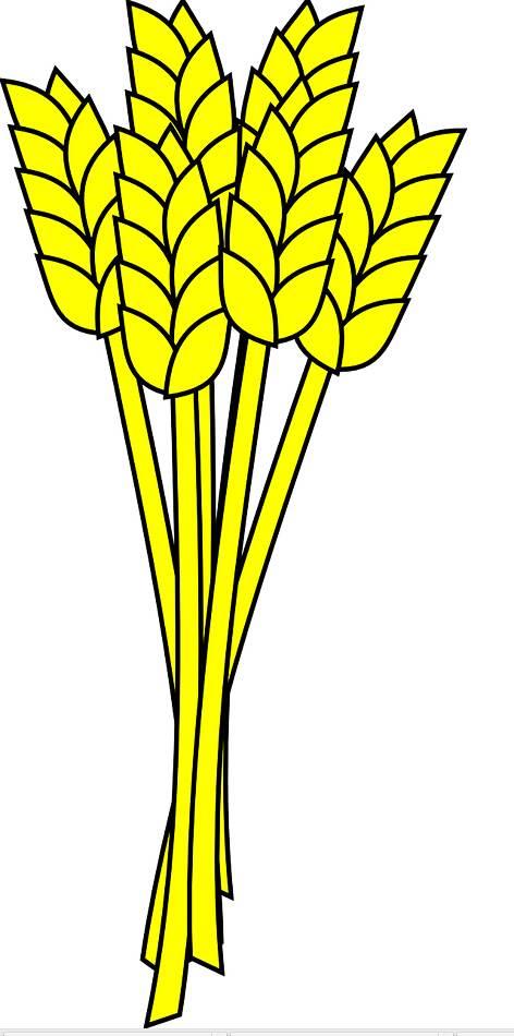 麦子简笔画 麦子简笔画大丰收