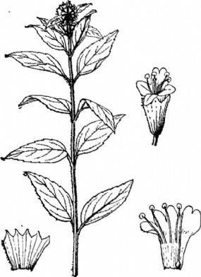 烟草花简笔画 烟草花简笔画简单又漂亮