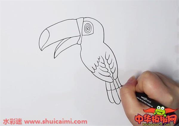 巨嘴鸟怎么画 巨嘴鸟简笔画图片大全带颜色
