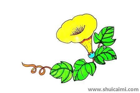 喇叭花彩色儿童简笔画