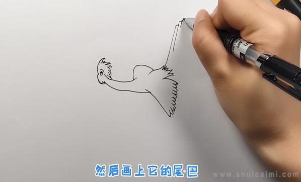 杜鹃鸟简笔画怎么画 杜鹃鸟简笔画好看