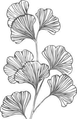 银杏树叶简笔画 银杏树叶简笔画图片