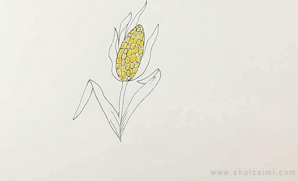 玉米简笔画怎么画 玉米简笔画图片