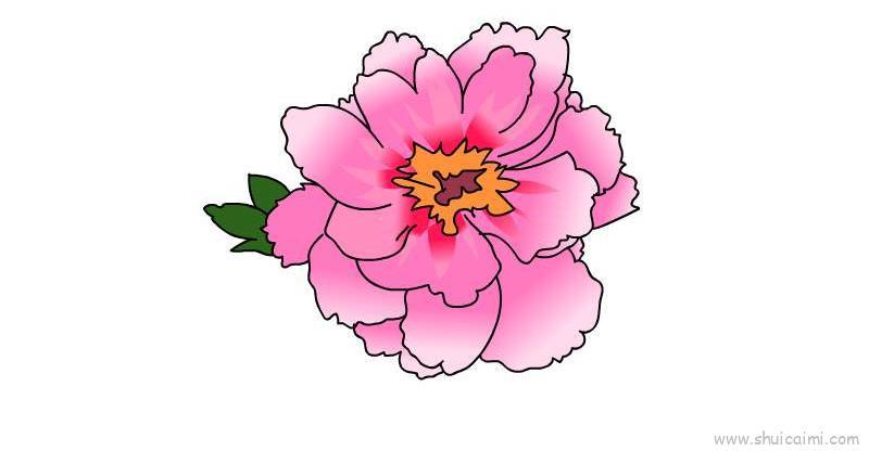 芍药花儿童画怎么画 芍药花简笔画简单又好看