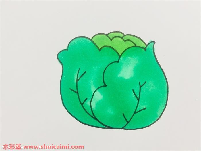 卷心菜怎么画 卷心菜简笔画步骤图