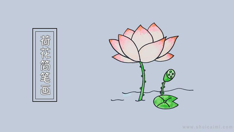 荷花简笔画怎么画 荷花简笔画好看