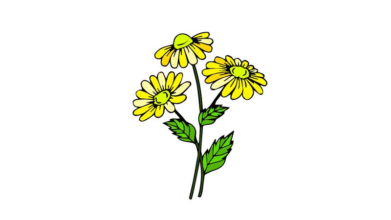 雏菊如何画的简笔画怎么画 雏菊如何画简笔画步骤