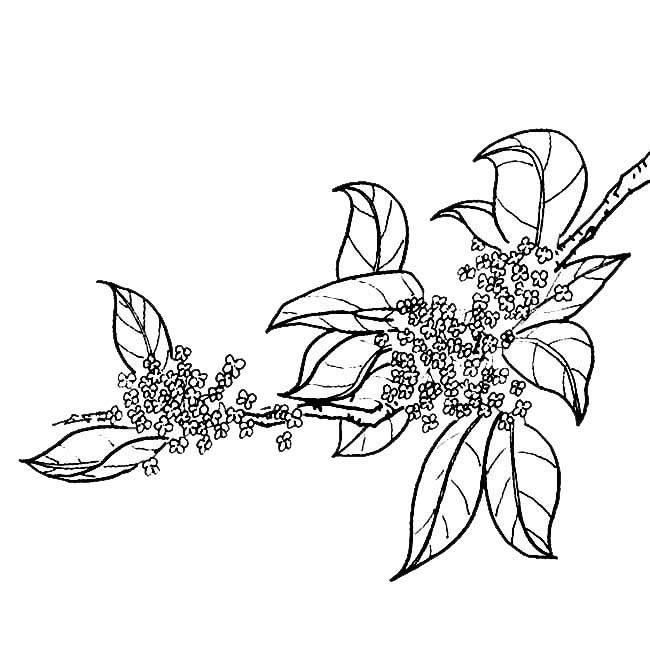 桂花树 简笔画 桂花树简笔画彩色