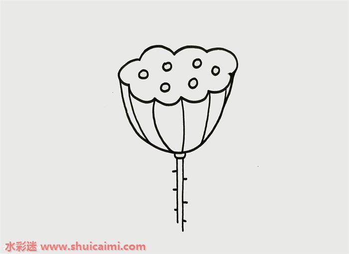 莲蓬怎么画 莲蓬简笔画简单又漂亮彩色