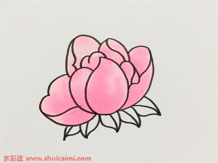 芍药怎么画 芍药简笔画简单彩色