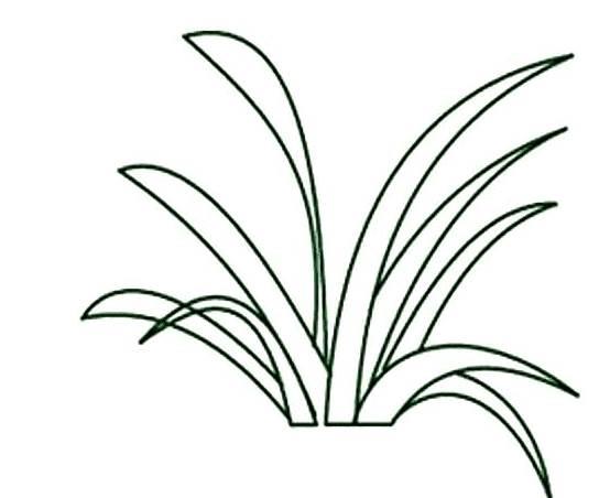 小草简笔画图片大全 小草简笔画图片大全大图彩色