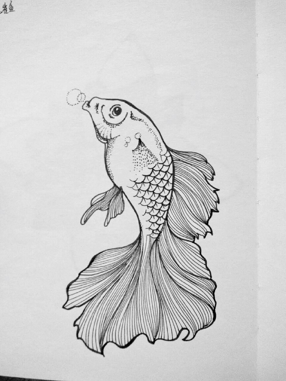 鱼怎么画简笔画图片 鱼怎么画简笔画图片彩色