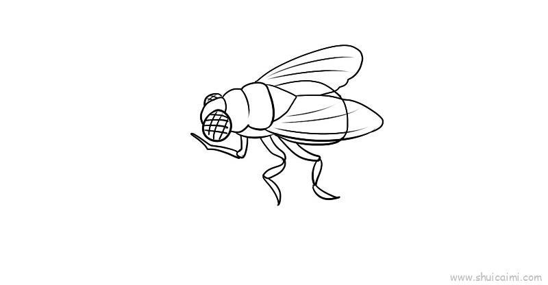 苍蝇儿童画怎么画 苍蝇简笔画画法