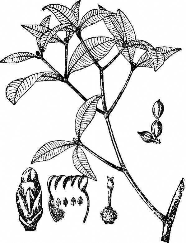 银中草药杏简笔画 银杏中草药怎么画