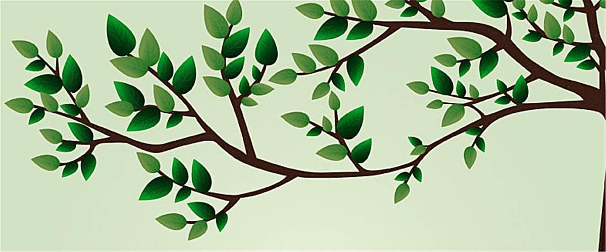 简笔画树枝素材 树枝简笔画图片