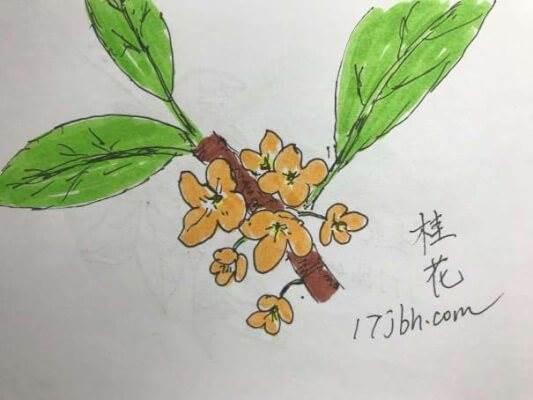 桂花树 简笔画 桂花树简笔画彩色