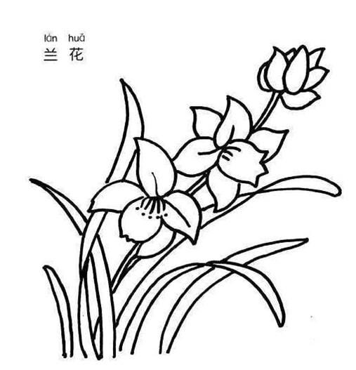 兰花的简笔画图片大全 兰花的简笔画图片大全集