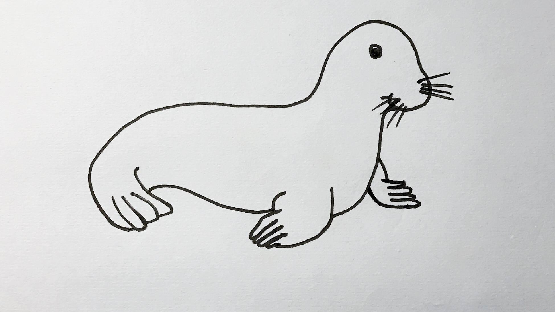 海豹简笔画 海豹简笔画图片