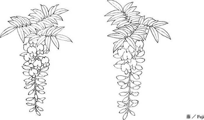 紫藤萝简笔画 紫藤萝简笔画简单又好看