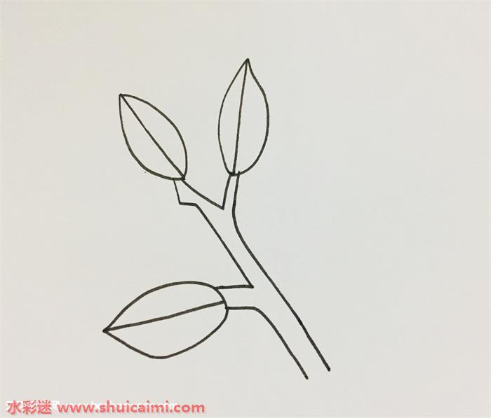冬青树怎么画 冬青树简笔画漂亮卡通