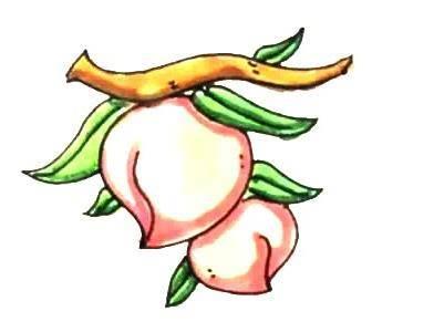 水蜜桃简笔画 水蜜桃简笔画图片