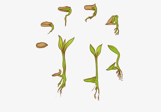 豆芽简笔画 豆芽简笔画生长过程
