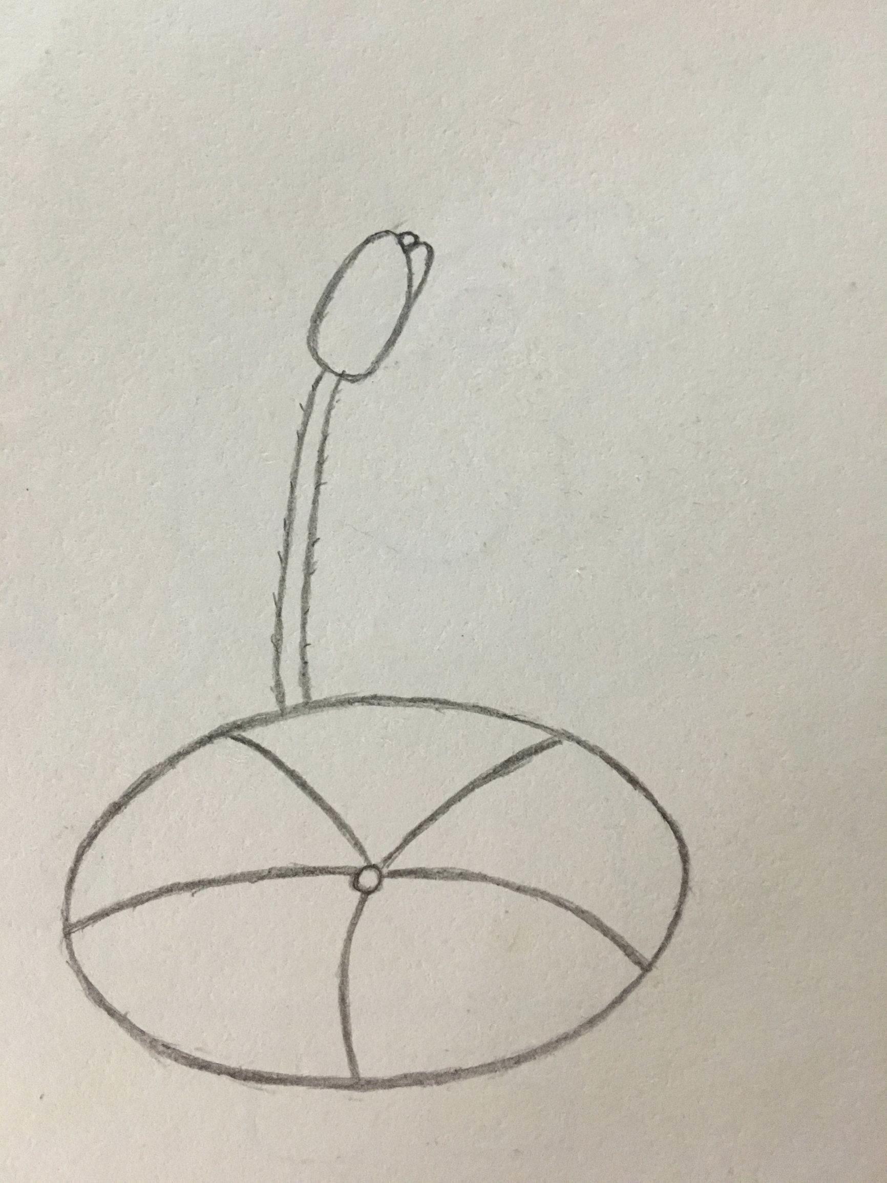 小荷才露尖尖角简笔画 小荷才露尖尖角简笔画彩色