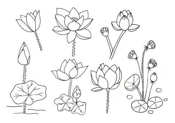 荷花简笔画图片 荷花简笔画图片大全简单漂亮