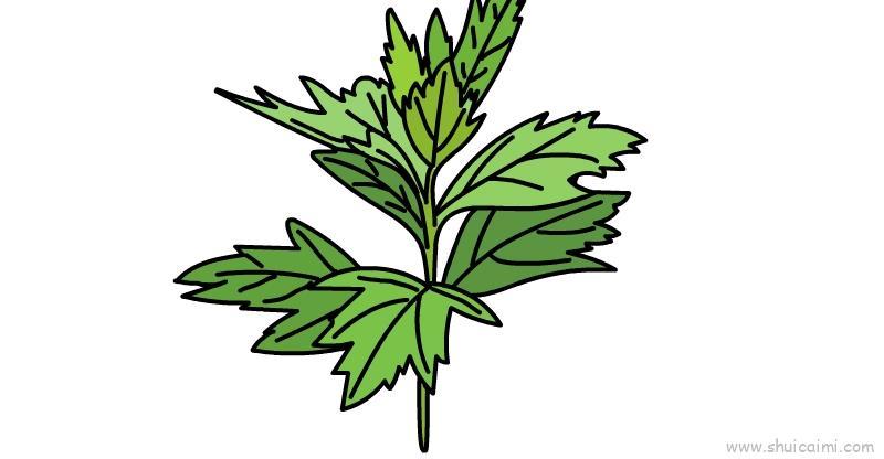 端午节艾草儿童画怎么画 端午节艾草简笔画图片大全