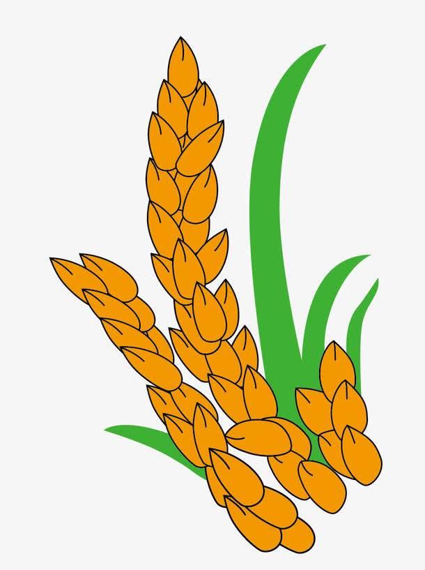 麦子简笔画 麦子简笔画大丰收