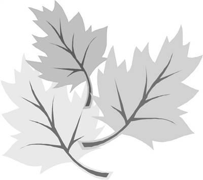 简笔画树叶 简笔画树叶边框