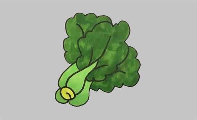 青菜简笔画 青菜简笔画图片