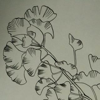 银中草药杏简笔画 银杏中草药怎么画