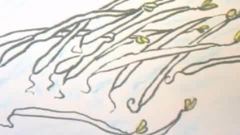 豆芽简笔画 豆芽简笔画生长过程