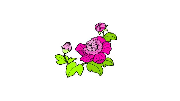 芙蓉花简笔画怎么画 芙蓉花简笔画好看