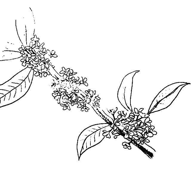 桂花的简笔画 桂花的简笔画怎么画最好看又简单