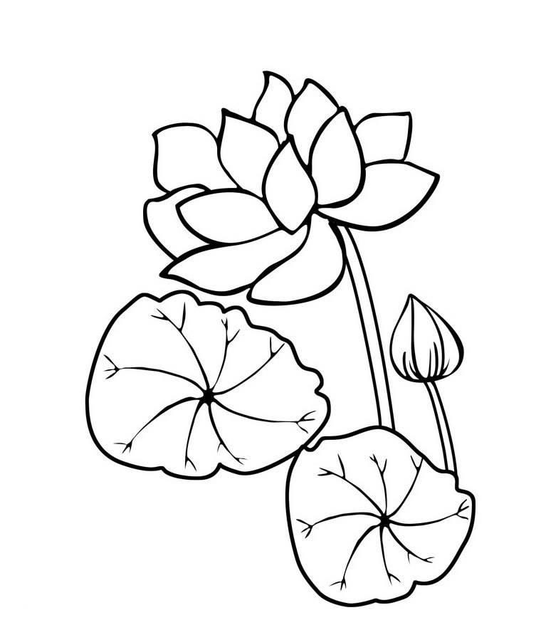 花简笔画图片大全大图 玫瑰花简笔画图片带颜色