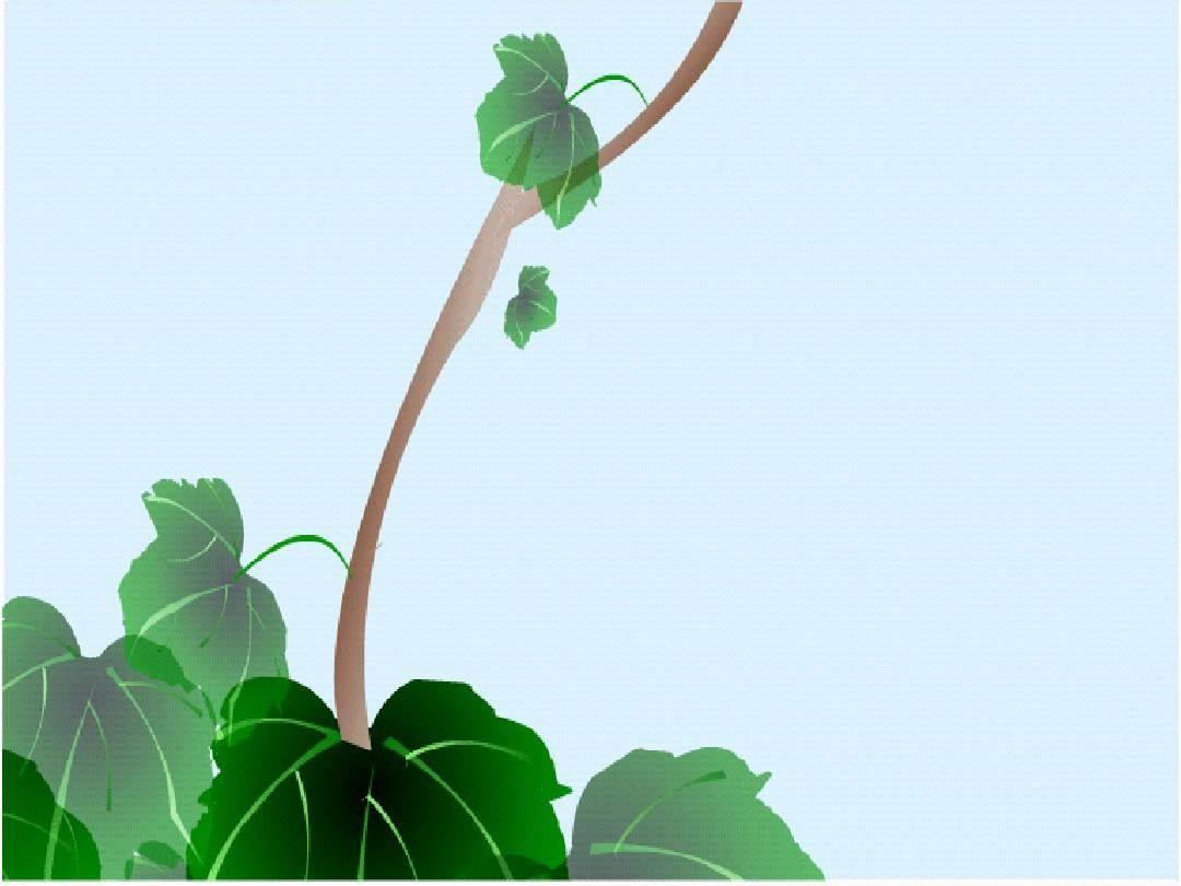 爬山虎的脚简笔画 爬山虎的脚简笔画图片