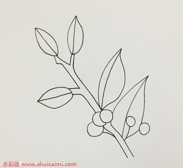 冬青树怎么画 冬青树简笔画漂亮卡通