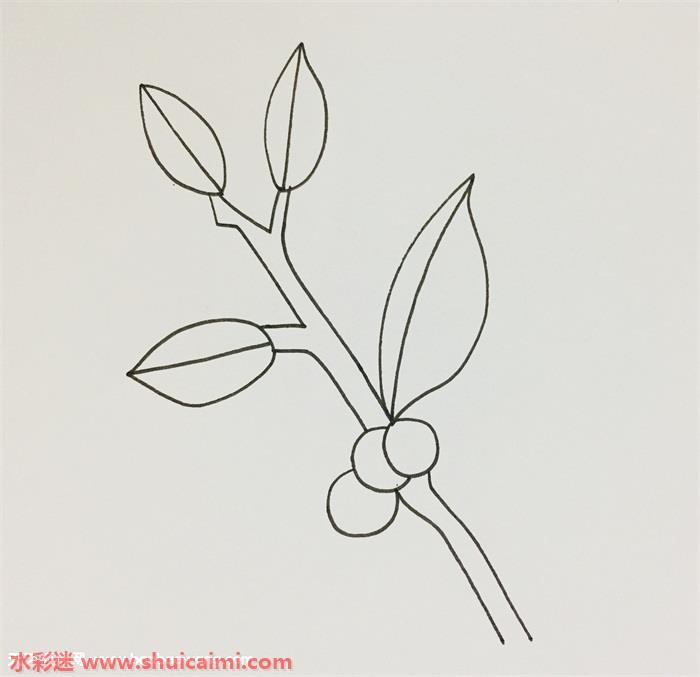 冬青树怎么画 冬青树简笔画漂亮卡通