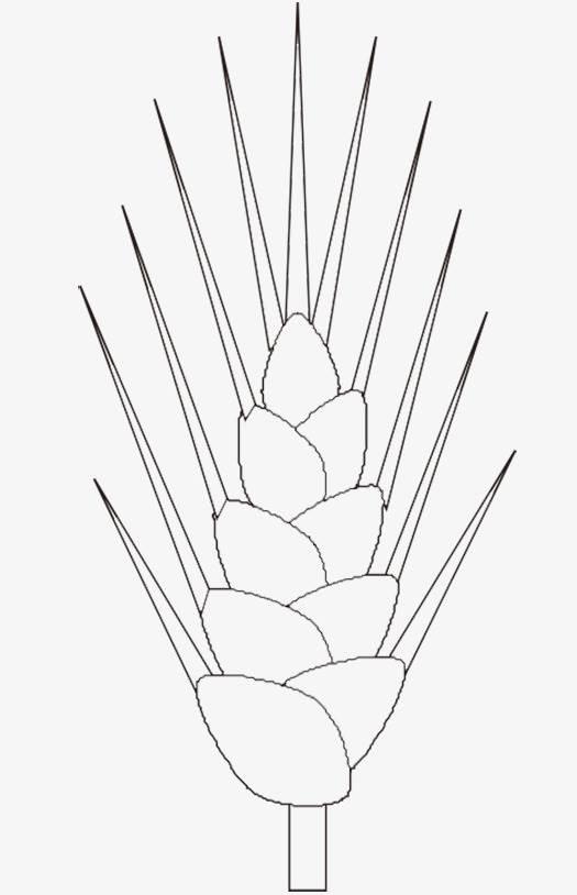 麦穗简笔画 麦穗简笔画简单又好看