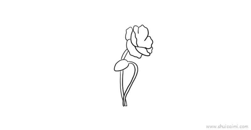 虞美人儿童画怎么画 虞美人简笔画图片