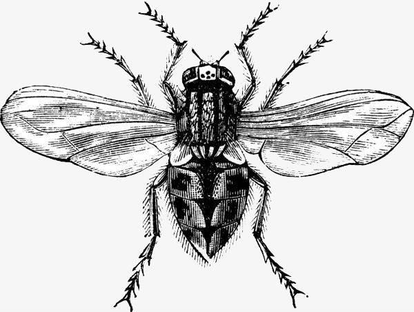 苍蝇简笔画 苍蝇简笔画彩色