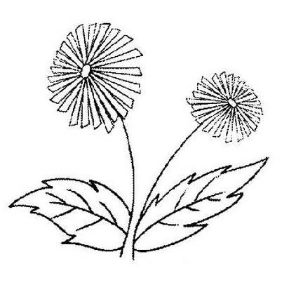 雏菊简笔画 雏菊简笔画图片