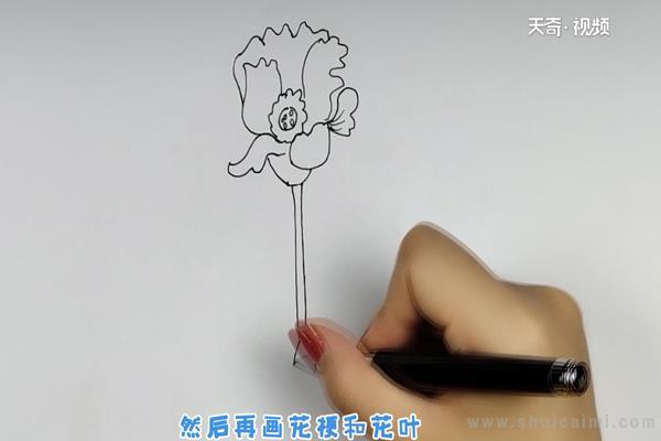 虞美人简笔画怎么画 虞美人简笔画画法