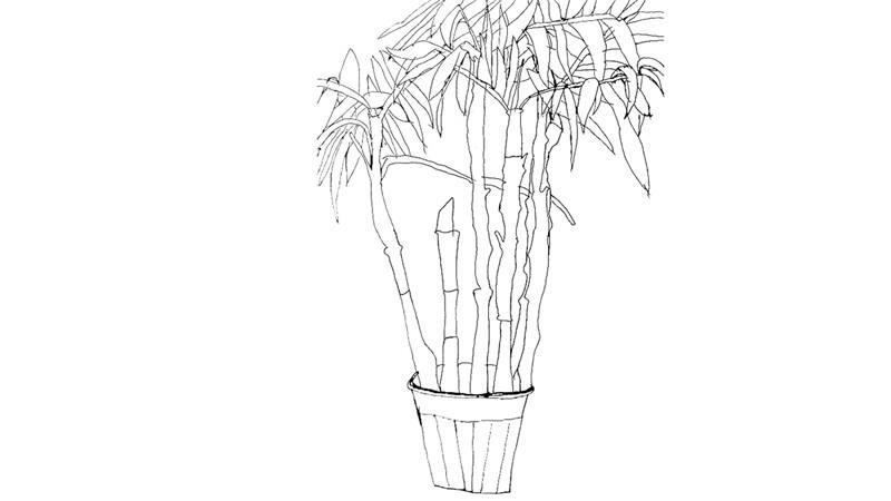 文竹简笔画怎么画 文竹简笔画好看