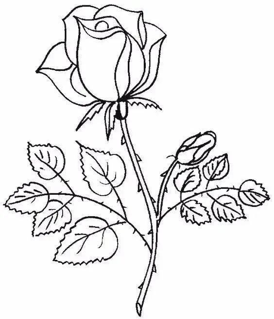 月季花简笔画图片大全 月季花简笔画图片大全大图